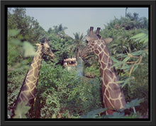 Load image into Gallery viewer, &quot;Giraffes in the Jungle Cruise&quot; from Disney Photo Archives