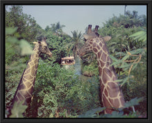 Load image into Gallery viewer, &quot;Giraffes in the Jungle Cruise&quot; from Disney Photo Archives