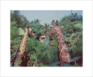 "Giraffes in the Jungle Cruise" from Disney Photo Archives