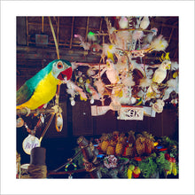 Load image into Gallery viewer, &quot;Pierre in Walt Disney&#39;s Enchanted Tiki Room&quot; from Disney Photo Archives