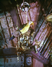 Load image into Gallery viewer, Close up of Jos√©, Master of Ceremonies of Walt Disney&#39;s Enchanted Tiki Room at Disneyland Park. This lively macaw is voiced by Disney Legend Wally Boag