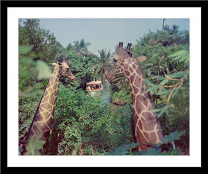 "Giraffes in the Jungle Cruise" from Disney Photo Archives
