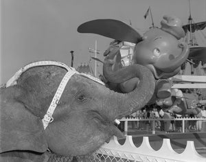 An elephant poses alongside the Dumbo the Flying Elephant attraction at Disneyland Park , circa 1955