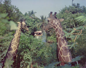 Two giraffes overlooking the Jungle Cruise at Disneyland Park, August 1960