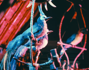 Audio-Animatronics birds are ready to put on a show in Walt Disney's Enchanted Tiki Room at Disneyland Park